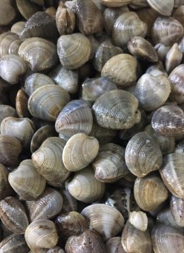 Vongole